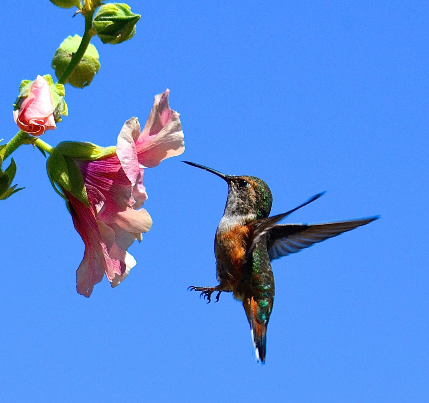 Birds